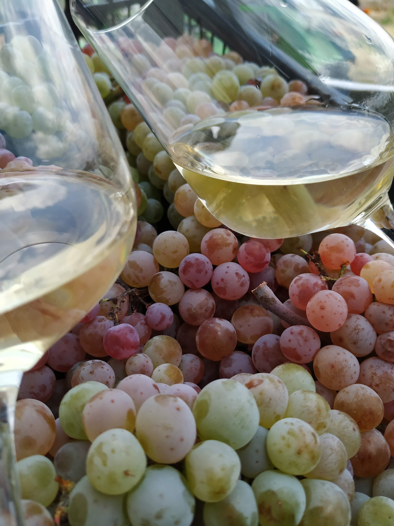 Gourmet Wine Pairing